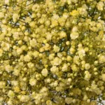 Yellow Tinted Baby's Breath11