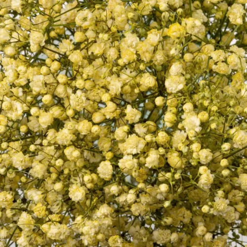 Yellow Tinted Baby's Breath11