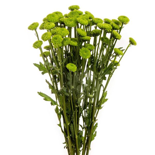 Chrysanthemum Spray Button Green