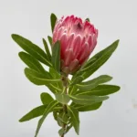 Protea Pink Ice Flowers11