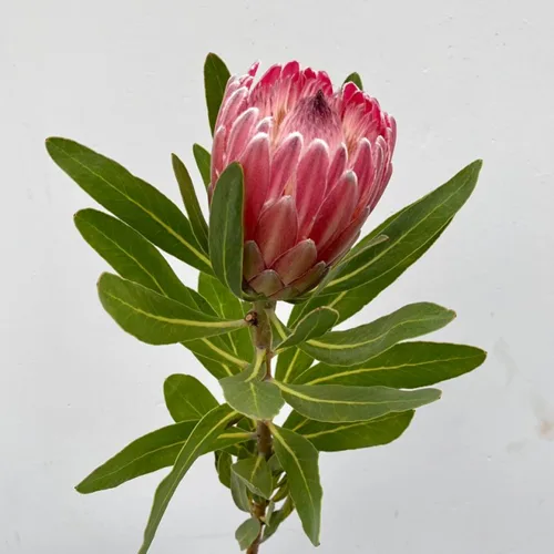 Protea Pink Ice Flowers1