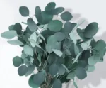 Eucalyptus Silver Dollar Greenery-11