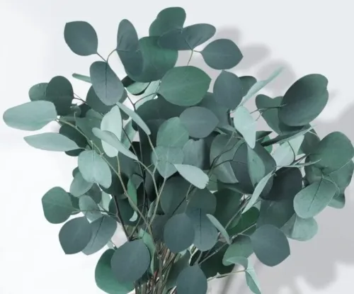 Eucalyptus Silver Dollar Greenery-11
