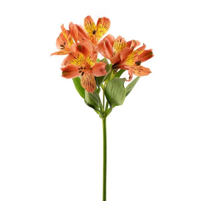 Alstroemeria Peruvian Lily Orange