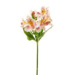 Alstroemeria Peruvian Lily Bicolor