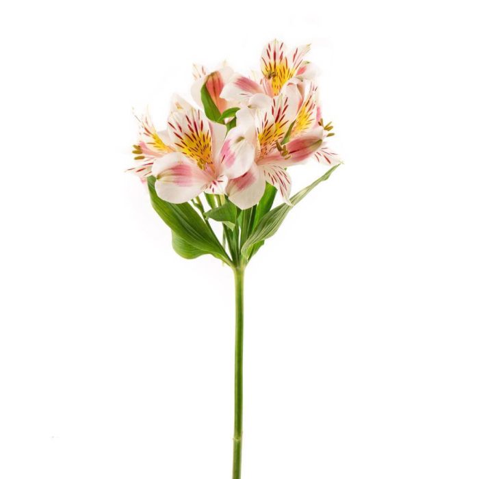 Alstroemeria Peruvian Lily Bicolor