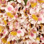 Alstroemeria Peruvian Lily Bicolor