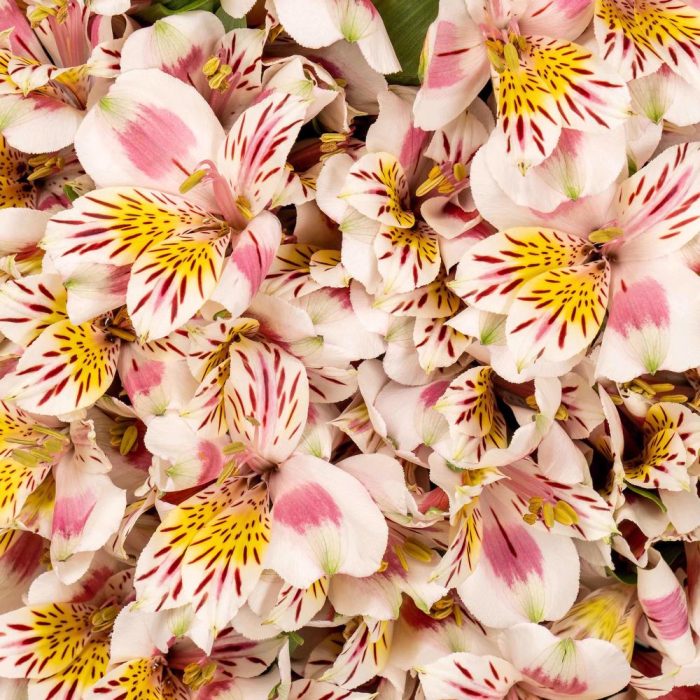 Alstroemeria Peruvian Lily Bicolor