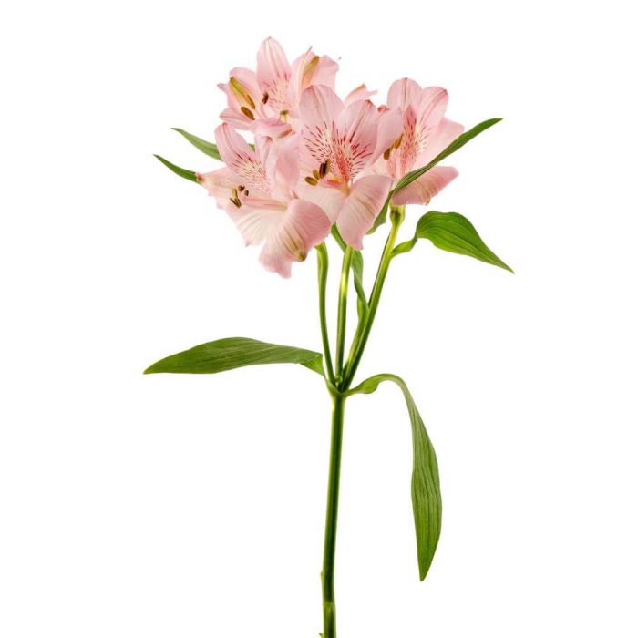 Alstroemeria Peruvian Lily Pink