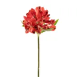 Alstroemeria Peruvian Lily Red11