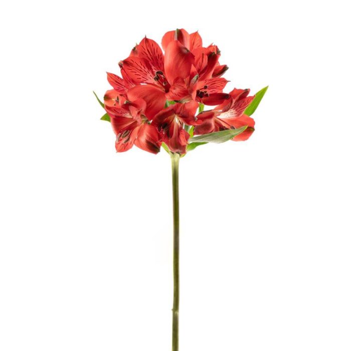Alstroemeria Peruvian Lily Red