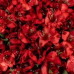 Alstroemeria Peruvian Lily Red 11