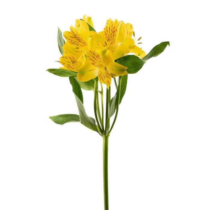 Alstroemeria Peruvian Lily Yellow