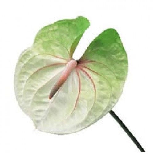 Bulk Green Anthuriums