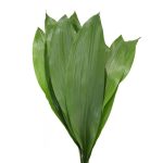 Aspidistra-green11