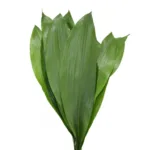 Aspidistra-green11