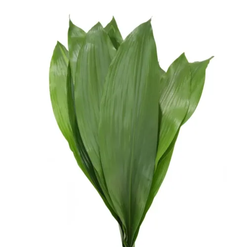 Aspidistra-green11