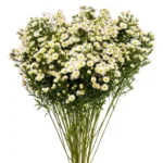 Aster White11