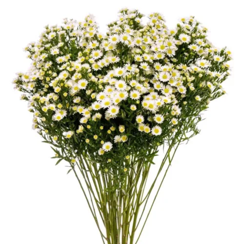 Aster White11