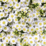 Aster White11