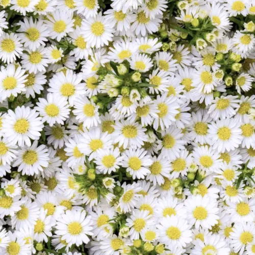 Aster White11