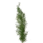Asparagus Sprengeri Fern1