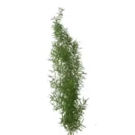 Asparagus Sprengeri Fern11
