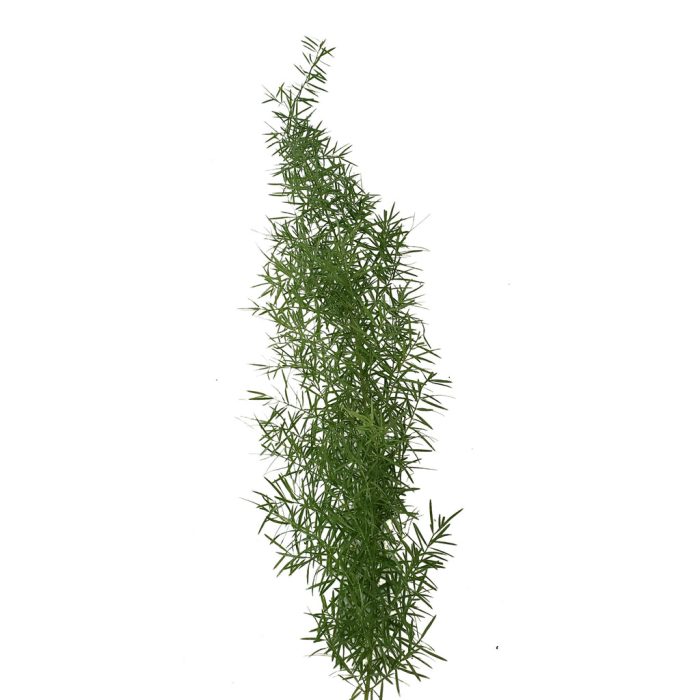 Asparagus Sprengeri Fern1