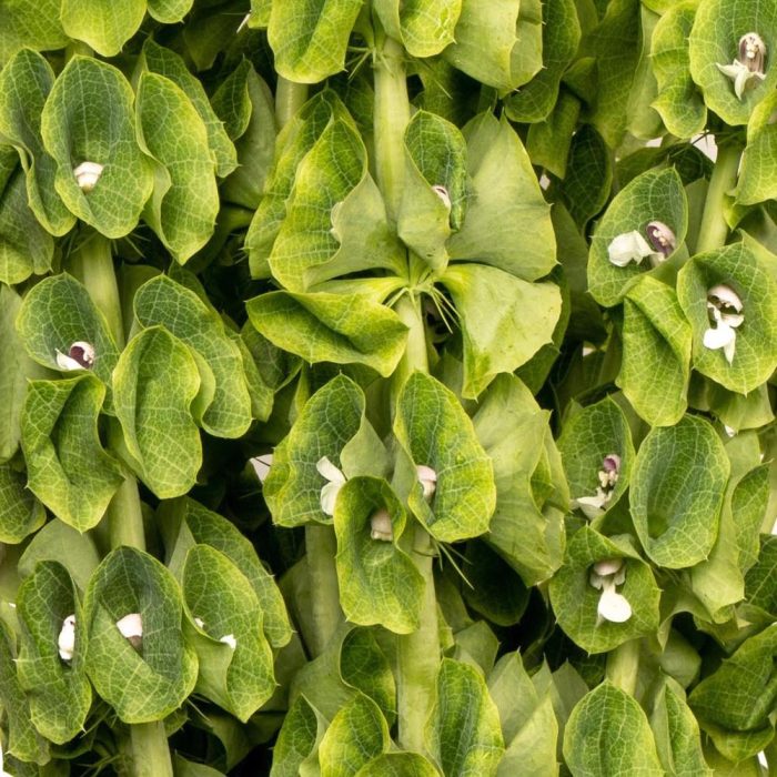 Bells of Ireland1