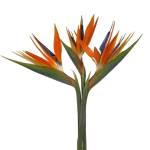Birds of Paradise