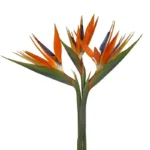 Birds of Paradise11