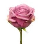 Bulk Lavender Roses11
