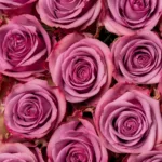 Bulk Lavender Roses11