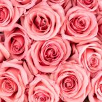 Light Pink Roses1