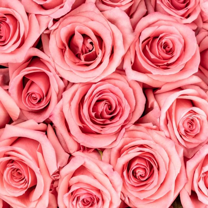 Light Pink Roses1