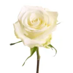 Bulk White Roses Vendela 11