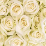 Bulk White Roses 11