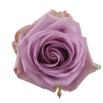 Bulk Lavender Roses