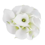 Calla Lily Mini White11