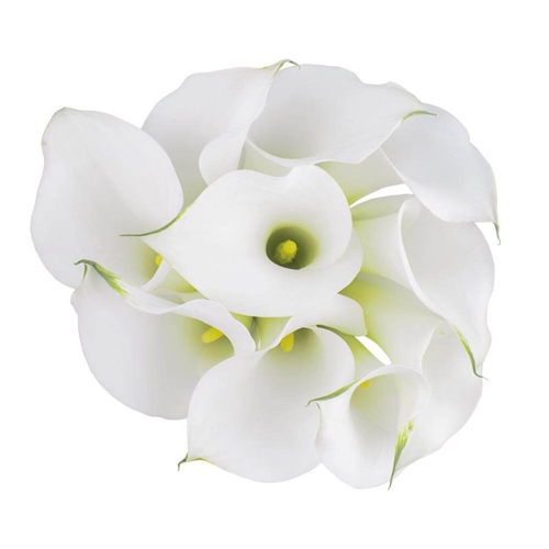 Calla Lily Mini White