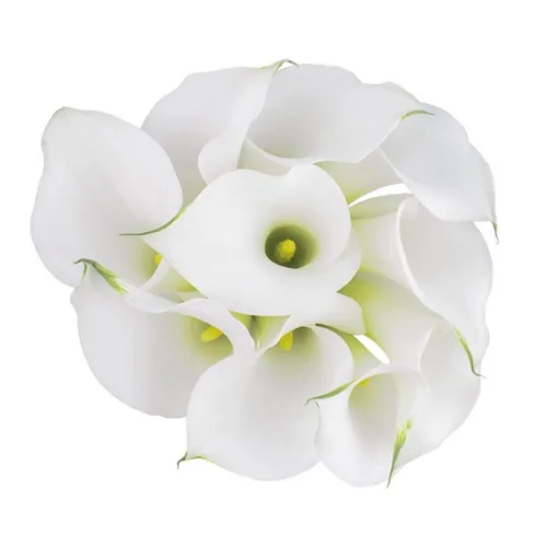 Calla Lily Mini White1
