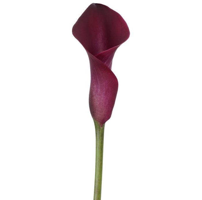 Calla Lily Cranberry