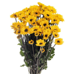 Chrysanthemum Daisy Viking Yellow