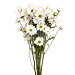 Chrysanthemum Daisy White1