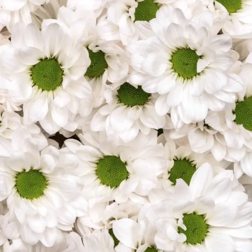 White Daisy Flowers-7 Stems-1
