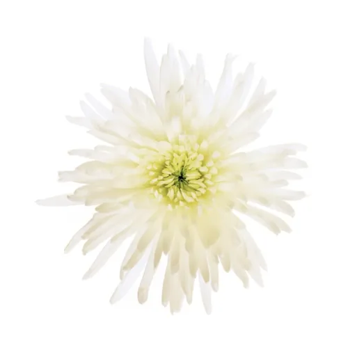Chrysanthemum Spider Anastasia – White11