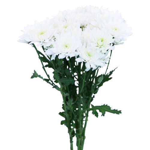 Chrysanthemum Spray Cushion White