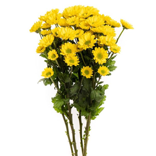 Chrysanthemum Spray Daisy Yellow1