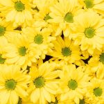 Chrysanthemum Spray Daisy Yellow