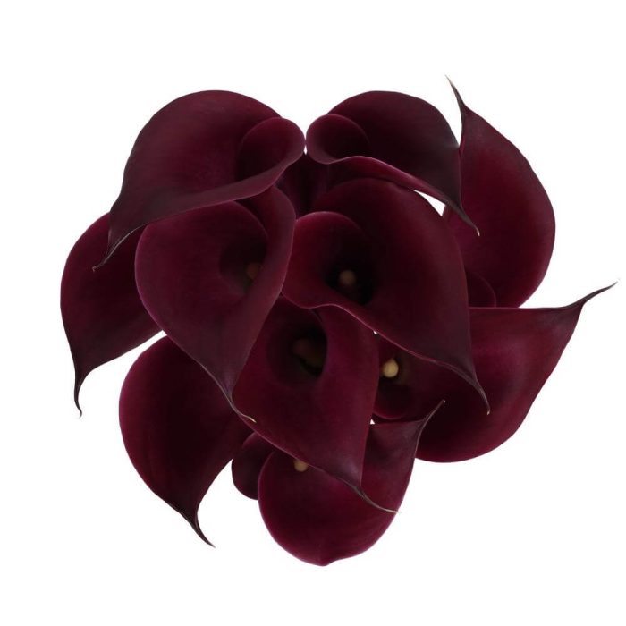 Calla Lily Cranberry